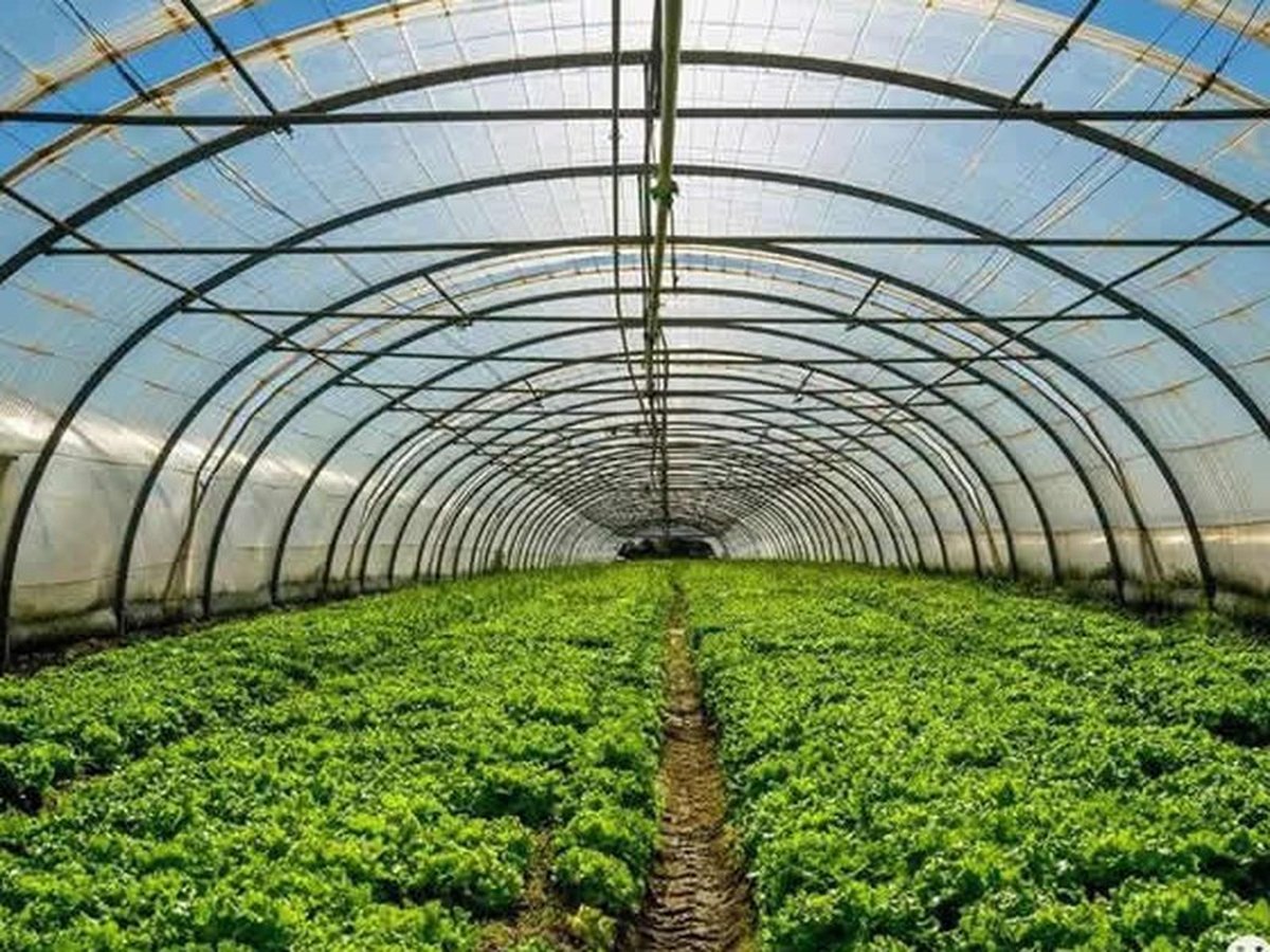 Agricultural & Horticultural Films